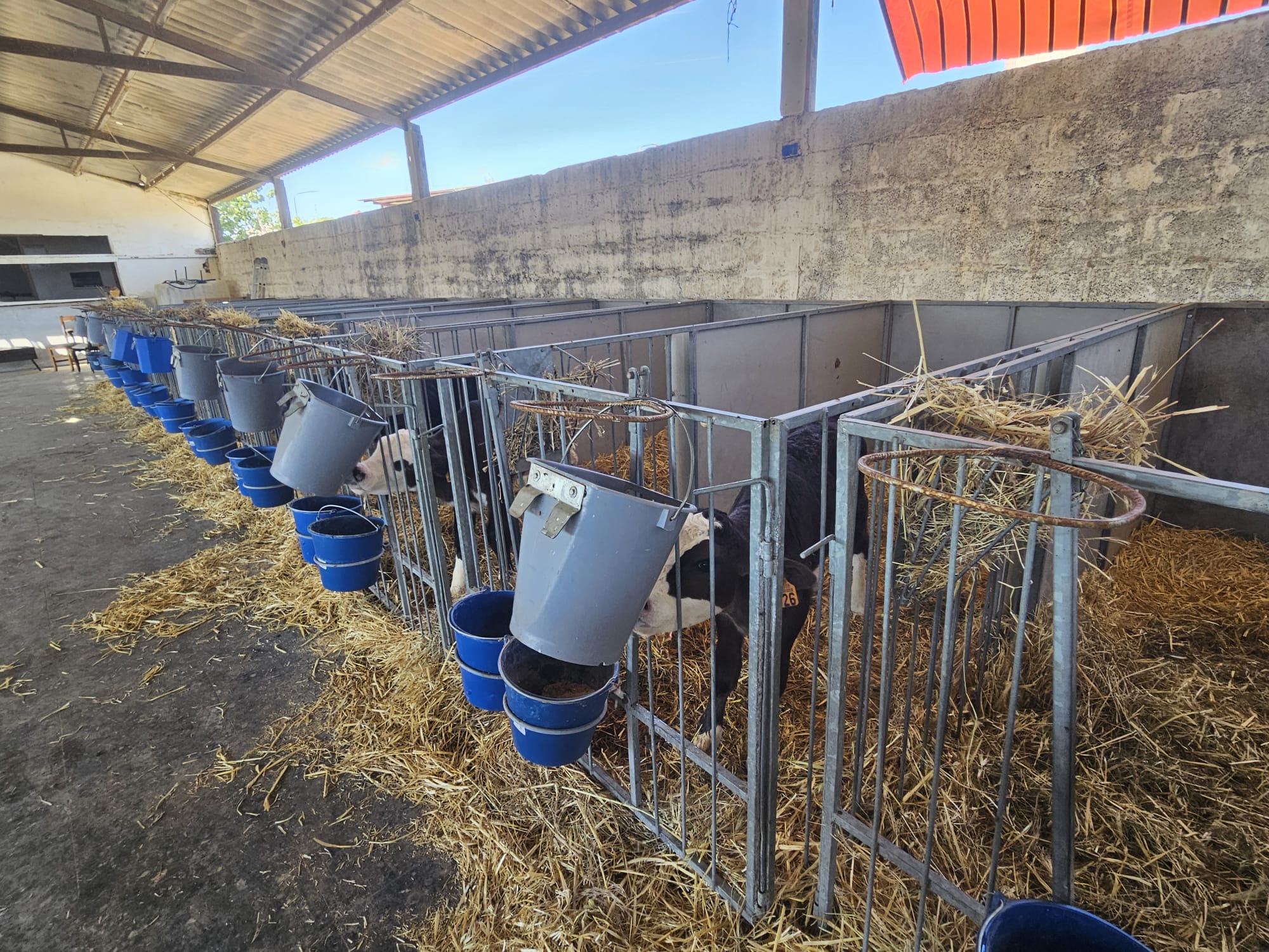 El recrío de terneros: alimentación, bienestar animal y destete